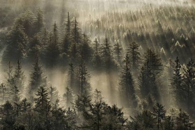 Beautiful Mysterious Forests (22 pics)