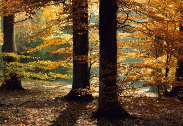 Beautiful Mysterious Forests (22 pics)