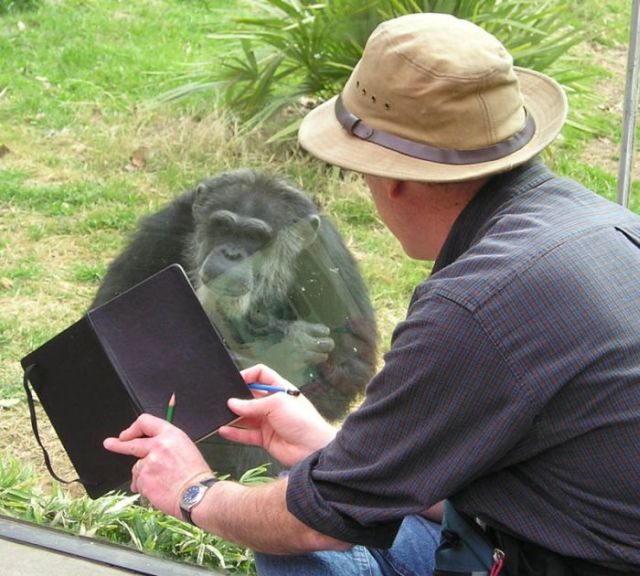 Gorilla and Chimpanzee Portraits (5 pics)