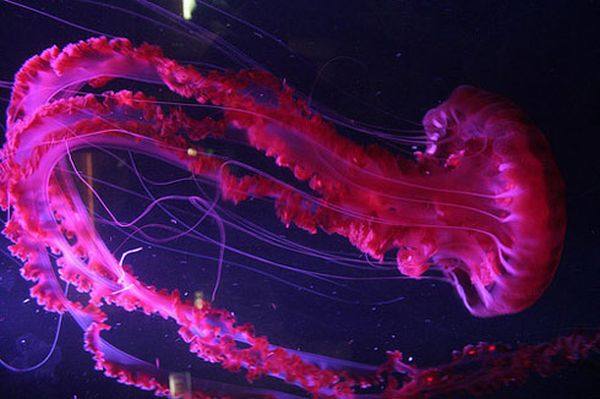 Incredibly Beautiful and Colorful Jellyfish (17 pics)