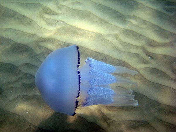 Incredibly Beautiful and Colorful Jellyfish (17 pics)