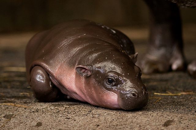 Cuteness Overload: Newborn Pygmy Hippo (13 pics)