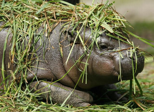 Cuteness Overload: Newborn Pygmy Hippo (13 pics)