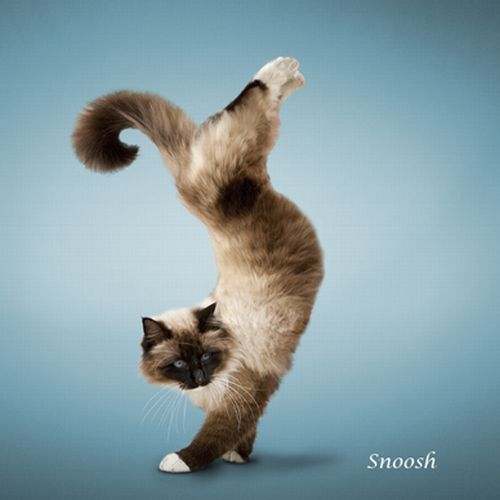 The ‘Yoga Cats’ 2010 Calendar (14 pics)
