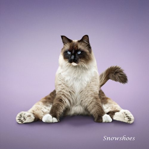 The ‘Yoga Cats’ 2010 Calendar (14 pics)