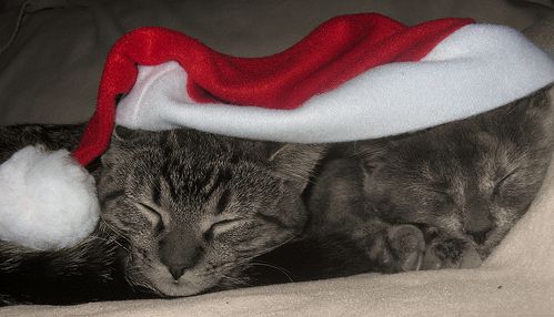 Animals In Santa Hats (100 pics)