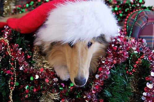 Animals In Santa Hats (100 pics)