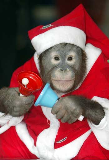 Animals In Santa Hats (100 pics) - Izismile.com