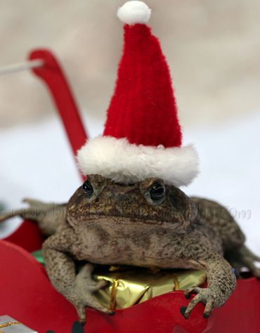 Animals In Santa Hats (100 pics) - Izismile.com