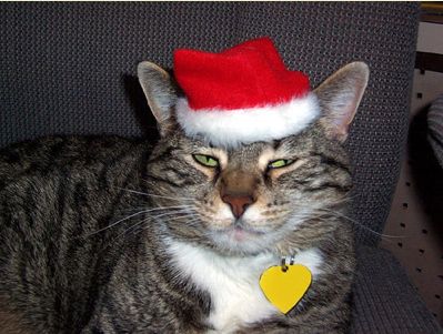 Animals In Santa Hats (100 pics) - Izismile.com