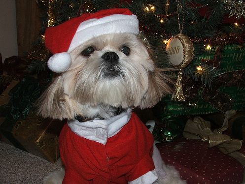 Animals In Santa Hats (100 pics) - Izismile.com