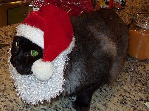 Animals In Santa Hats (100 pics) - Izismile.com