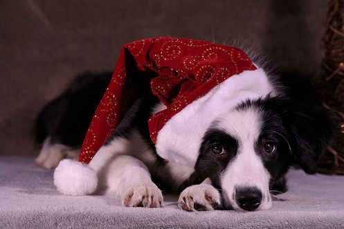 Animals In Santa Hats (100 pics) - Izismile.com