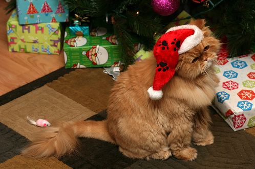 Animals In Santa Hats (100 pics) - Izismile.com