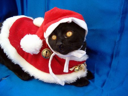 Animals In Santa Hats (100 pics) - Izismile.com