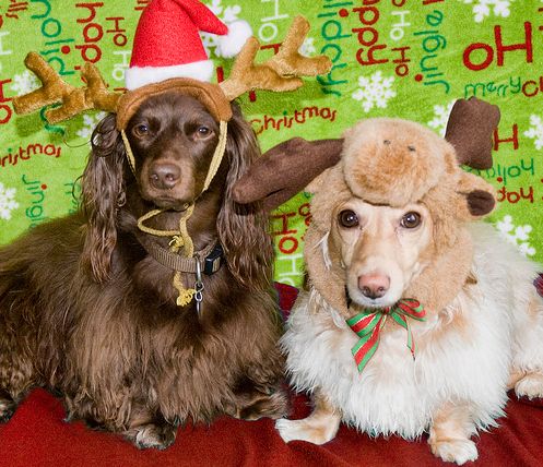 Animals In Santa Hats (100 pics) - Izismile.com