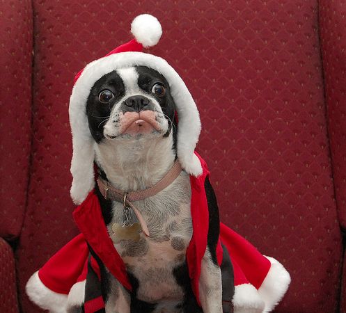 santa hats for small animals