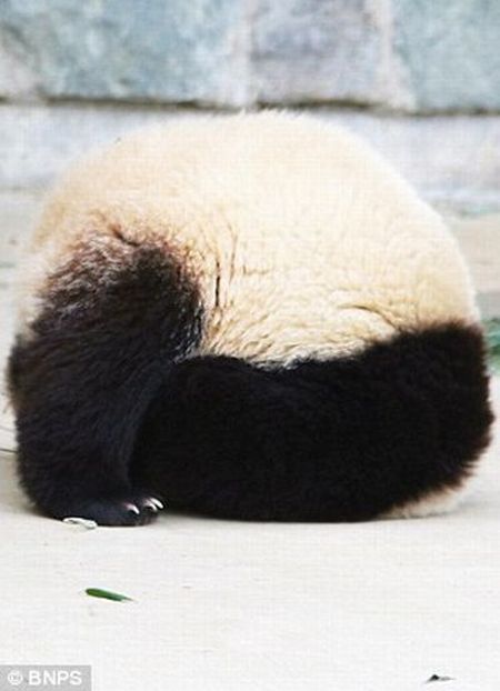 Panda Did a Roly-Poly in His Sleep!! (8 pics)