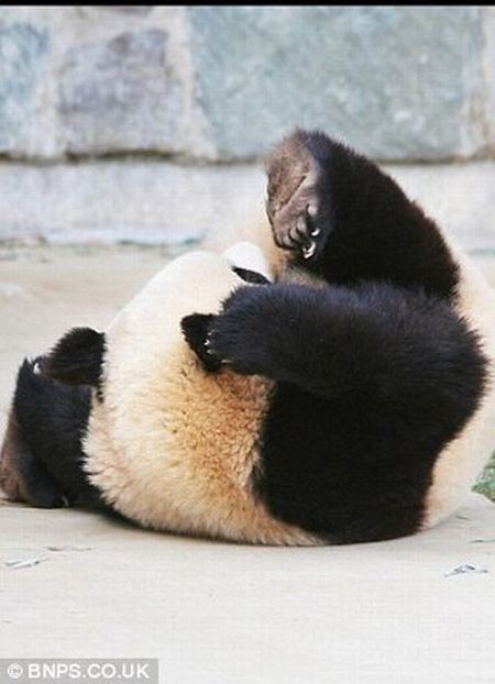 Panda Did a Roly-Poly in His Sleep!! (8 pics)