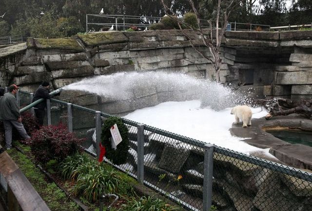 It’s Christmas too for Polar Bears in San Francisco Zoo! (14 pics)
