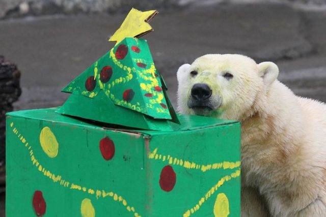 It’s Christmas too for Polar Bears in San Francisco Zoo! (14 pics)