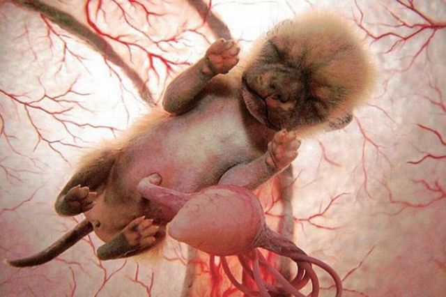 Awesome Pictures of Unborn Baby Animals (15 pics)