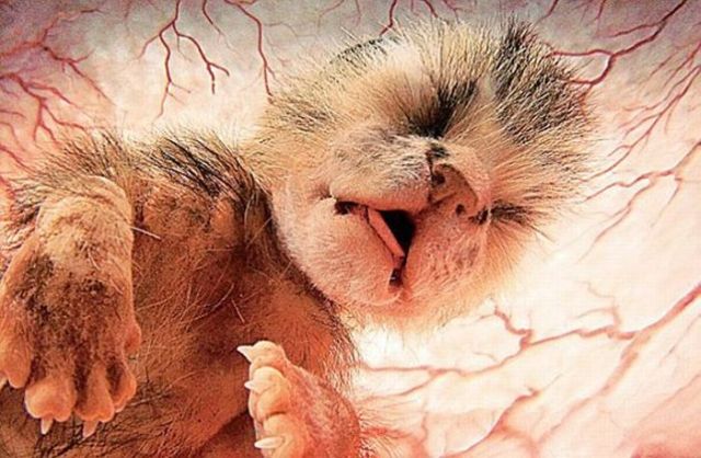 Awesome Pictures of Unborn Baby Animals (15 pics)