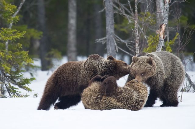 Cute Brown Bears (15 pics)