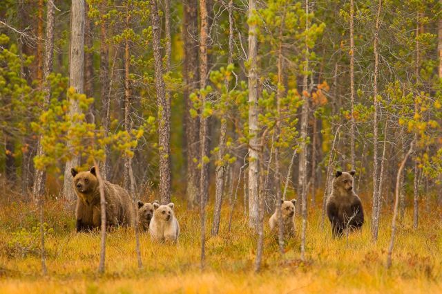Cute Brown Bears (15 pics)