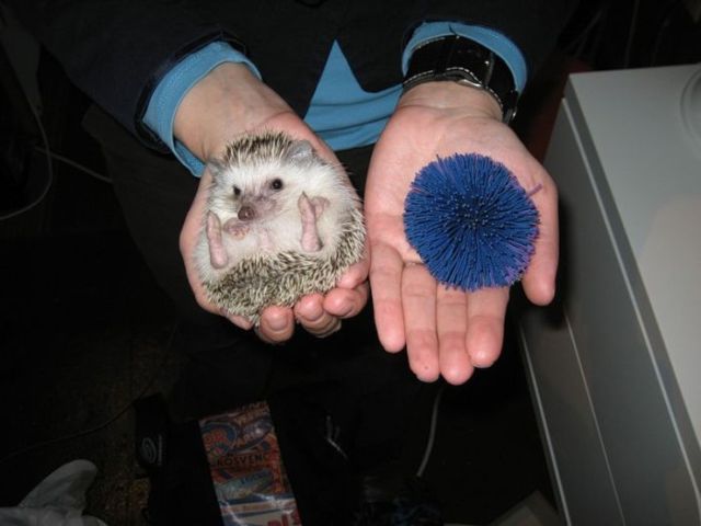 Funny Hedgehogs (34 pics)