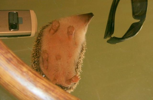 Funny Hedgehogs (34 pics)
