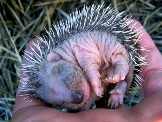 Funny Hedgehogs (34 pics) - Izismile.com