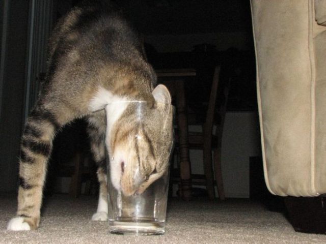 These funny animals (41 pics)