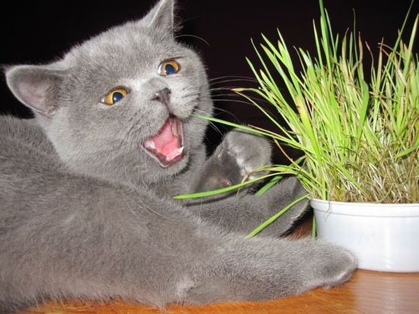 These funny animals (41 pics)