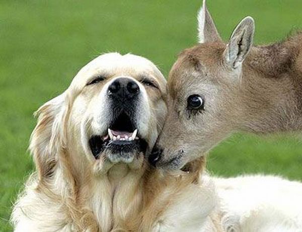 These funny animals (39 pics)