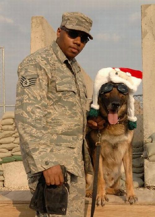 Dogs in Army (21 pics)