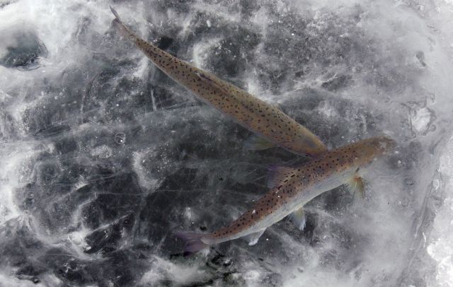 Ice Fishing Festival in South Korea (14 pics)