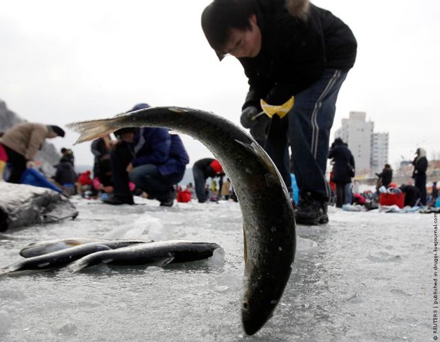 Ice Fishing Festival in South Korea (14 pics)