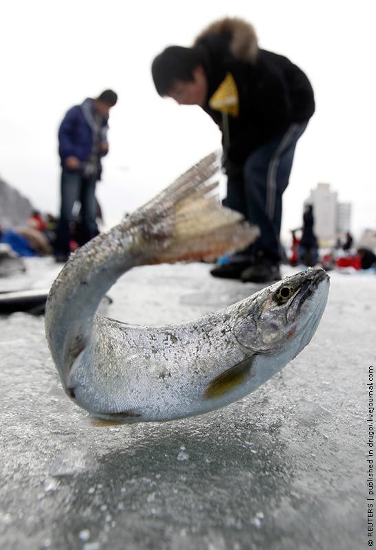 Ice Fishing Festival in South Korea (14 pics)