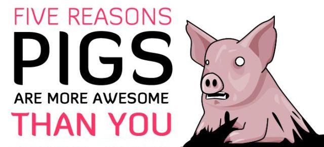 Five Reasons Pigs Are More Awesome Than You (7 pics)