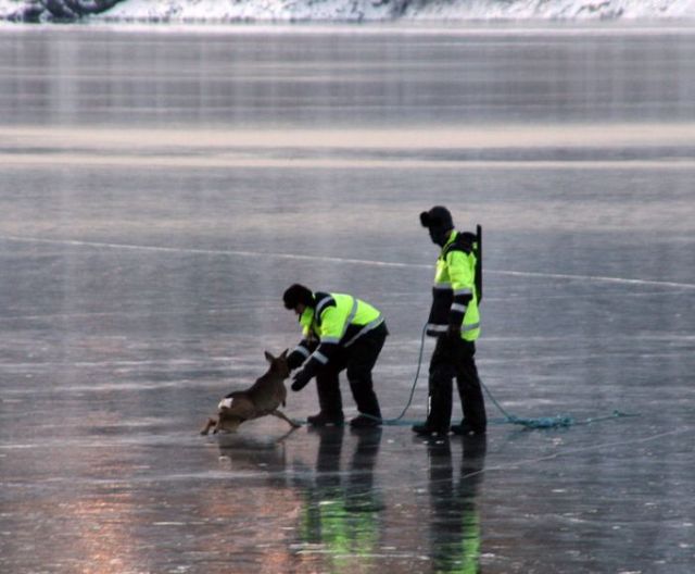 Rescuing 2 Deer Stuck on a Frozen Lake (10 pics)