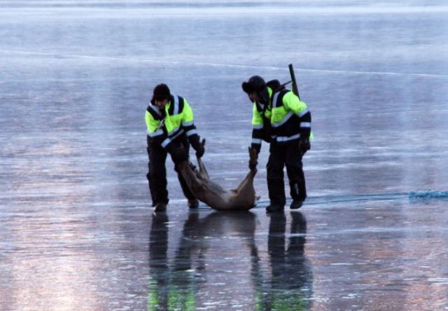 Rescuing 2 Deer Stuck on a Frozen Lake (10 pics)