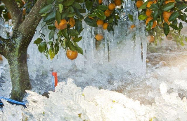 Consequences of Frost in Florida (23 pics)