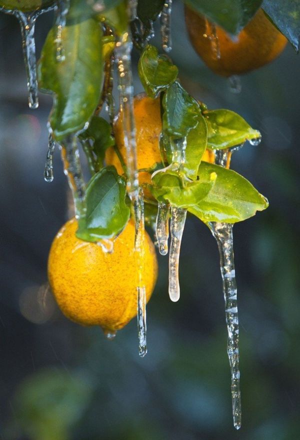 Consequences of Frost in Florida (23 pics)