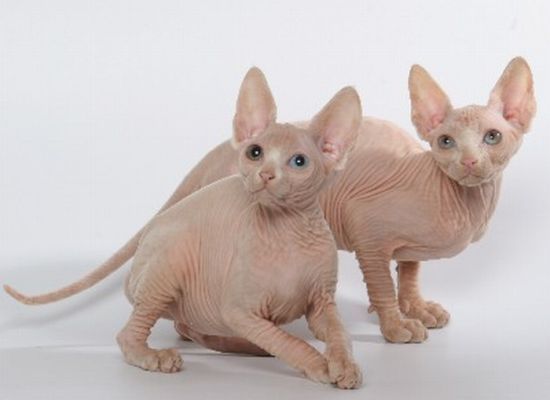 Hairless Cats (20 pics)