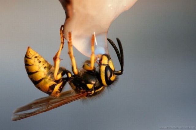 Macro Photography of Insects (62 pics)