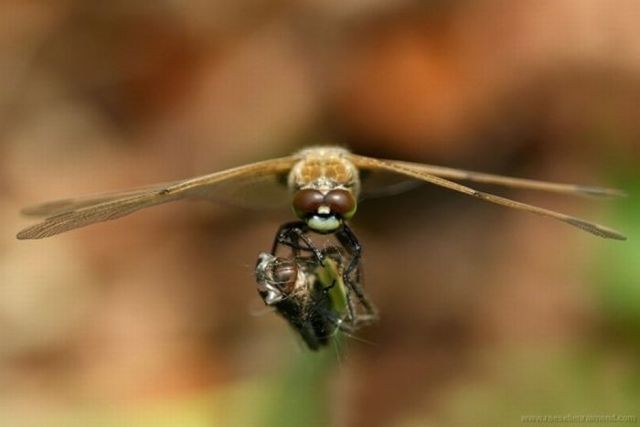 Macro Photography of Insects (62 pics)