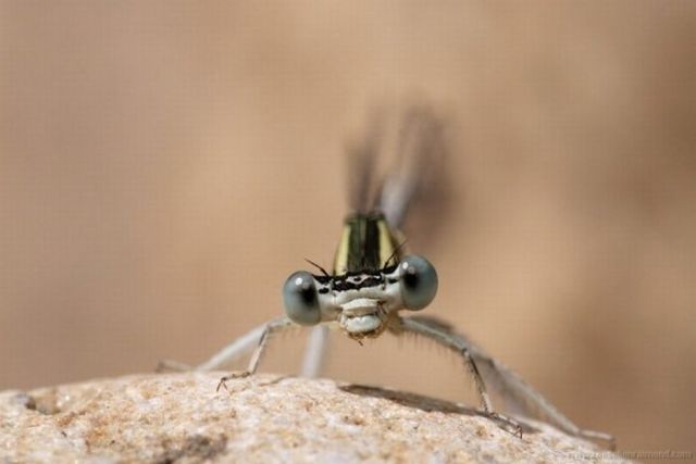 Macro Photography of Insects (62 pics)