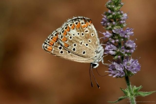 Macro Photography of Insects (62 pics)