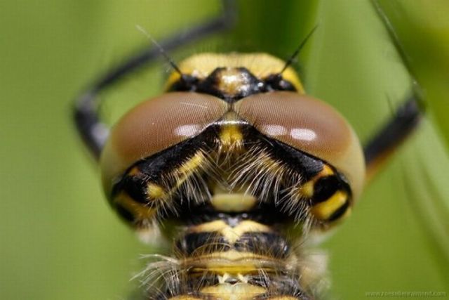 Macro Photography of Insects (62 pics)